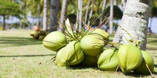 The efficacy and role of coconut