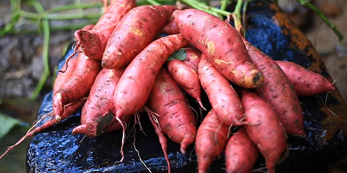 The nutritional value of sweet potatoes